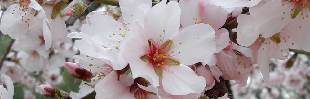 Flores de almendro