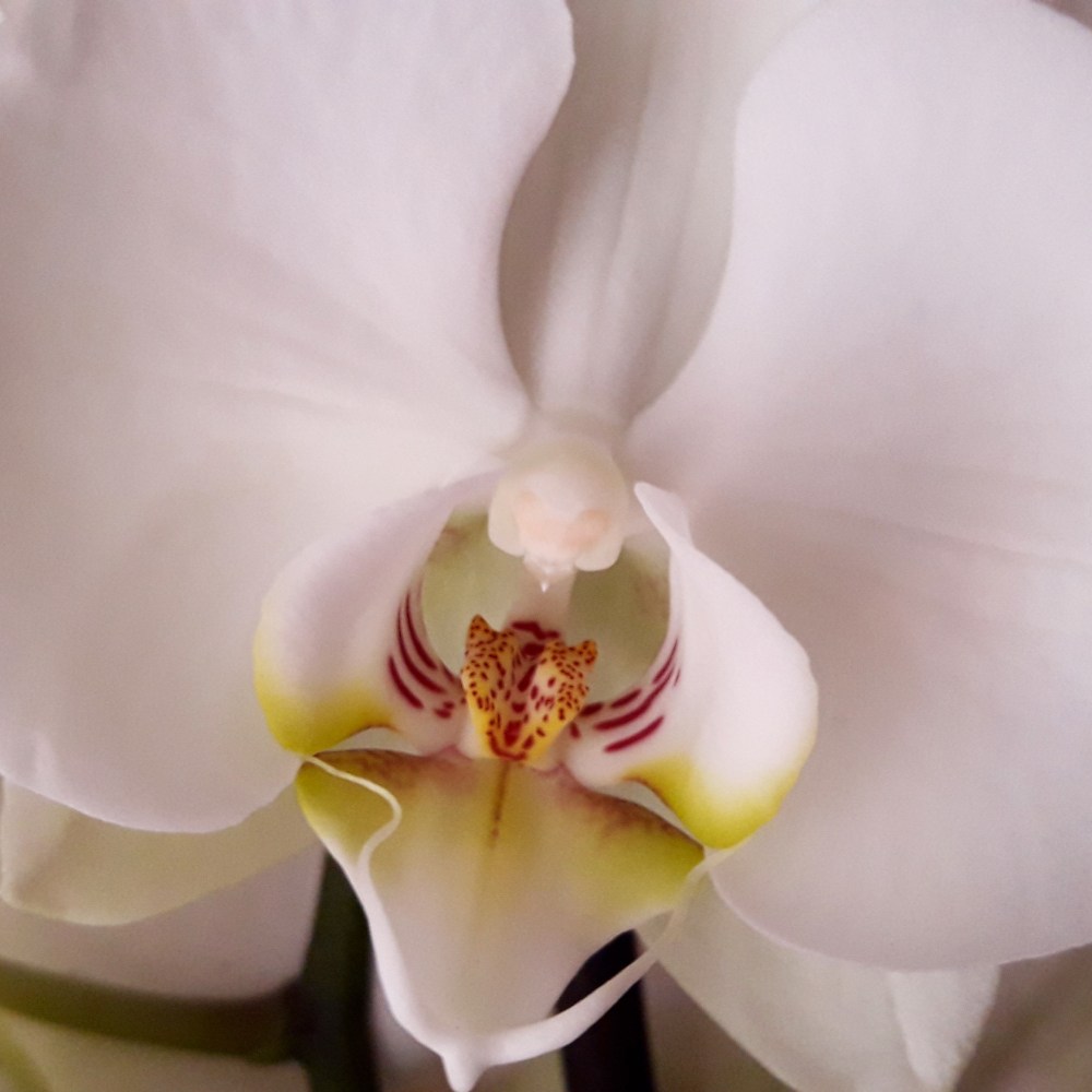 Orquídea blanca