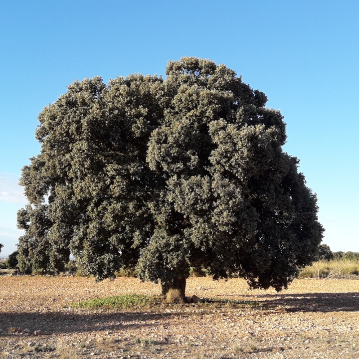 Una encina en el campo