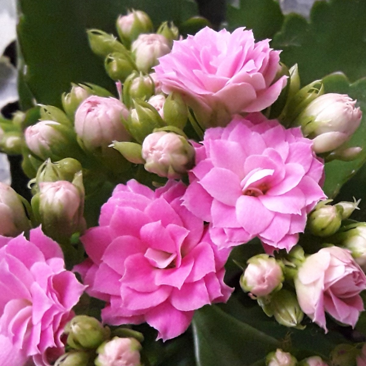 Kalanchoe